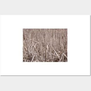 Cattails Posters and Art